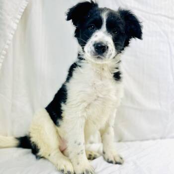 Border Collie Dogs Available for Adoption - Rainy | PetCurious