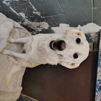 Rescue Labrador Retriever Dogs for Adoption in Springtown, Texas - Ukn | PetCurious