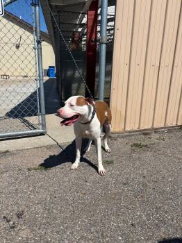 Simon Howl -  Pit Bull Terrier Dog for Adoption in La Porte, Indiana - Simon Howl | PetCurious