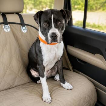 Waylon Jennings -  American Staffordshire Terrier and Mixed Breed Dog for Adoption in Houston, Texas - Waylon Jennings | PetCurious