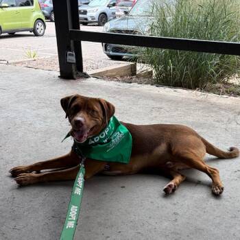 Cheddar -  Beagle and Mixed Breed Dog for Adoption in Durham, North Carolina - Cheddar | PetCurious