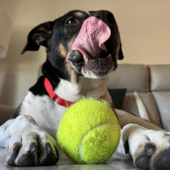 Mixed Breed Dogs Available for Adoption in Chattanooga, Tennessee - Han Solo | PetCurious