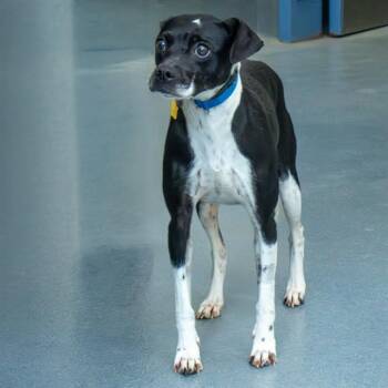 CALYPSO -  Beagle and Mixed Breed Dog for Adoption in St. Louis, Missouri - CALYPSO | PetCurious