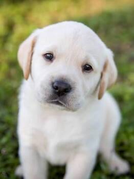 Maxwell- test -  Pug Dog for Adoption in Bettles, Alaska - Maxwell- Test | PetCurious