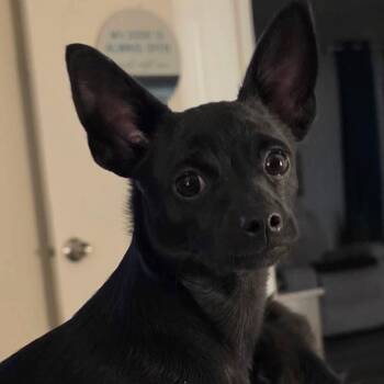 Miles Rose F NV -  Chihuahua Dog for Adoption in Las Vegas, Nevada - Miles Rose F NV | PetCurious