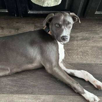 Judo -  Labrador Retriever Dog for Adoption in Houston, Texas - Judo | PetCurious
