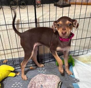 Mini Boo - PUPPY -  Chihuahua Dog for Adoption in Albuquerque, New Mexico - Mini Boo - PUPPY | PetCurious