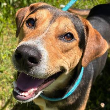 Snoop -  Hound and Mixed Breed Dog for Adoption in York, Pennsylvania - Snoop | PetCurious