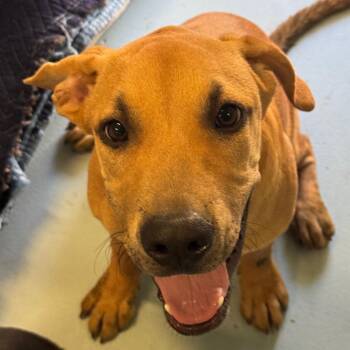 Jax -  Mixed Breed Dog for Adoption in Goleta, California - Jax | PetCurious