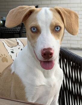 Dolly Dean -  Labrador Retriever Dog for Adoption in Dallas, Texas - Dolly Dean | PetCurious