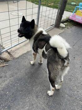 Rescue Akita Dogs for Adoption in Chicago, Illinois - Oreo | PetCurious
