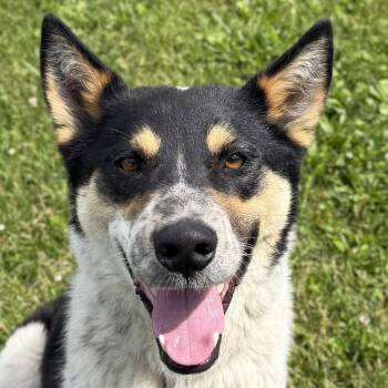 Riker -  Australian Cattle Dog Blue Heeler Dog for Adoption in Jefferson, Wisconsin - Riker | PetCurious