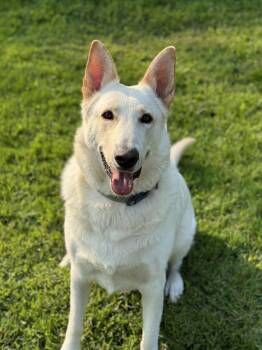 Rescue White German Shepherd and Mixed Breed Dogs for Adoption in Hamden, Connecticut - Marshall (surrender) | PetCurious