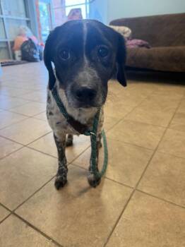 Skye -  German Shorthaired Pointer and Mixed Breed Dog Available for Adoption in Marion, Ohio - Skye | PetCurious