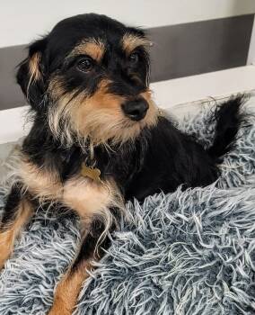 Rescue Terrier Dogs for Adoption in Los Angeles, California - Makoa #0797 | PetCurious