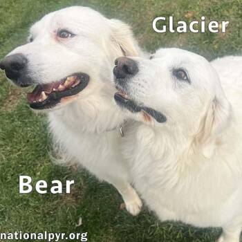 Rescue Great Pyrenees Dogs for Adoption in Beacon, New York - Glacier & Bear In OH - Calm & Affectionate! | PetCurious