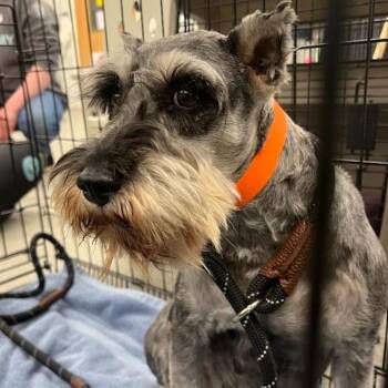 Schnauzer Dogs Available for Adoption - Jules D10689 | PetCurious