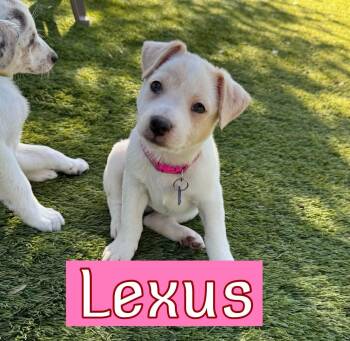 Lexus -  Australian Shepherd Dog for Adoption in Southlake, Texas - Lexus | PetCurious