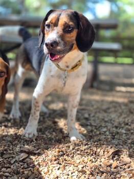 Hinks -  Beagle Dog for Adoption in Tomball, Texas - Hinks | PetCurious