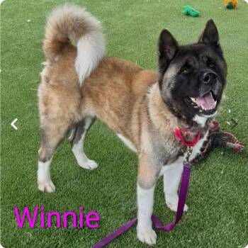 Winnie -  Akita Dog for Adoption in Toms River, New Jersey - Winnie | PetCurious