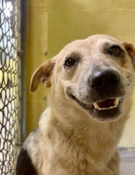 Rescue Australian Cattle Dog Blue Heeler Dogs for Adoption in Crossville, Tennessee - GRACE | PetCurious