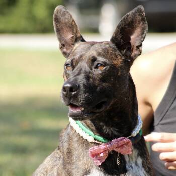 Cat Woman -  Terrier Dog for Adoption in Columbia, South Carolina - Cat Woman | PetCurious