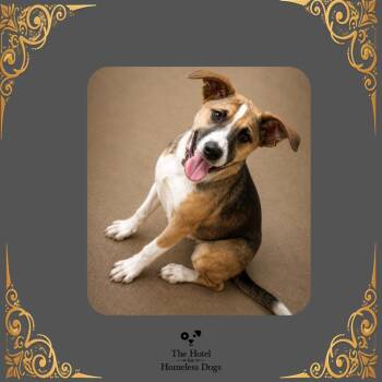 Goofy -  Mixed Breed Dog for Adoption in Cumberland, Rhode Island - Goofy | PetCurious
