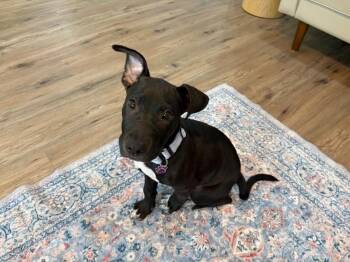 Champion Little Victory -  Pit Bull Terrier Dog for Adoption in Friendswood, Texas - Champion Little Victory | PetCurious