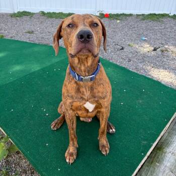 Mkgee -  Hound and Mixed Breed Dog for Adoption in Binghamton, New York - Mkgee | PetCurious
