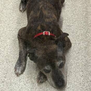 Galaxy -  Pit Bull Terrier Dog for Adoption in Brentwood, Missouri - Galaxy | PetCurious