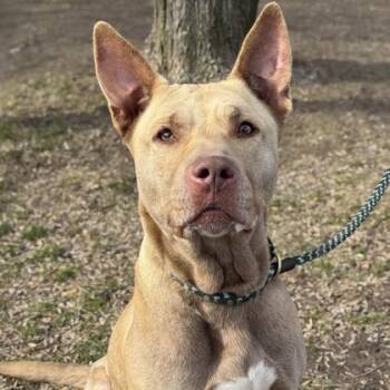 German Shepherd Dog and Pit Bull Terrier Dogs Available for Adoption in Indianapolis, Indiana - Karma | PetCurious