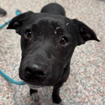 Chaplin -  Mixed Breed and Black Labrador Retriever Dog for Adoption in Salt Lake City, Utah - Chaplin | PetCurious