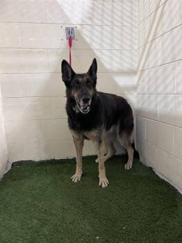 German Shepherd Dog and Mixed Breed Dogs Available for Adoption - A1259475 | PetCurious