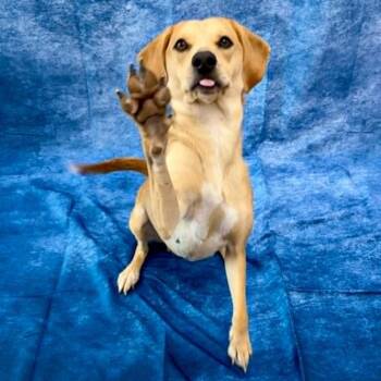 Nikki -  Beagle Dog for Adoption in Rushville, Illinois - Nikki | PetCurious