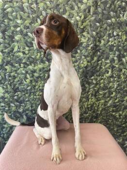 Rescue Pointer and English Springer Spaniel Dogs for Adoption in Fort Worth, Texas - Allen (Steel) | PetCurious