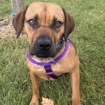 Ducky -  Mixed Breed Dog for Adoption in Canal Winchester, Ohio - Ducky | PetCurious
