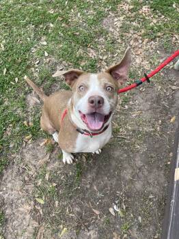 Rescue American Staffordshire Terrier Dogs for Adoption in Spring, Texas - Daisy | PetCurious