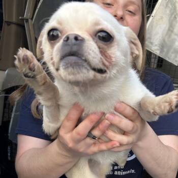 LOVE BUG -  Pug and Mixed Breed Dog for Adoption in Richmond, California - LOVE BUG | PetCurious