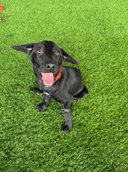Jace -  Black Labrador Retriever and Mixed Breed Dog for Adoption in New York, New York - Jace | PetCurious