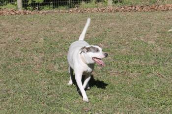 Mixed Breed Dogs Available for Adoption in Chesapeake, Virginia - Figgy | PetCurious