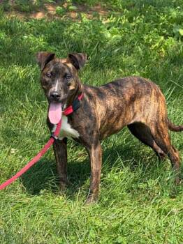Roxy -  Pit Bull Terrier Dog for Adoption in Springfield, Illinois - Roxy | PetCurious