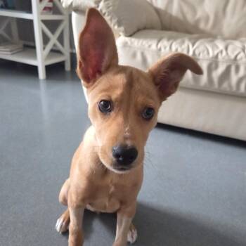 Ciabatta -  Mixed Breed Dog for Adoption in Bradenton, Florida - Ciabatta | PetCurious