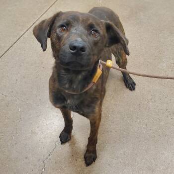 Rescue Shepherd Dogs for Adoption in Chattanooga, Tennessee - Doo | PetCurious