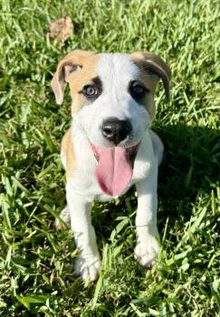 Cooper -  Hound Dog for Adoption in Alafaya, Florida - Cooper | PetCurious
