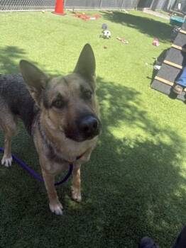 CHIEF -  German Shepherd Dog Dog for Adoption in San Jose, California - CHIEF | PetCurious