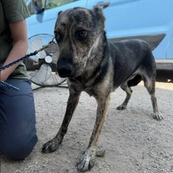 Soso -  Plott Hound and Shepherd Dog for Adoption in Austin, Texas - Soso | PetCurious