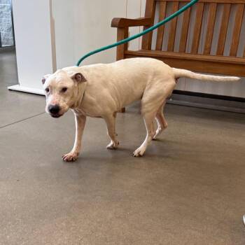 YORK-Stray-16576 -  Pit Bull Terrier and Mixed Breed Dog for Adoption in York, Pennsylvania - YORK-Stray-16576 | PetCurious