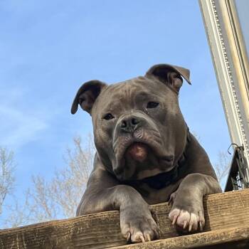 Reba -  American Bully Dog for Adoption in Lynchburg, Virginia - Reba | PetCurious
