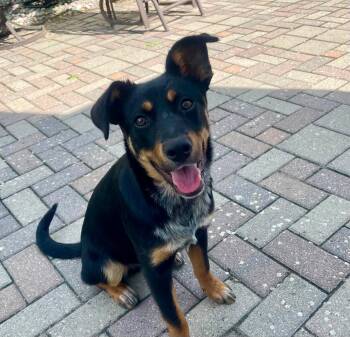 Terek -  Australian Cattle Dog Blue Heeler Dog for Adoption in Sandy Hook, Manitoba - Terek | PetCurious