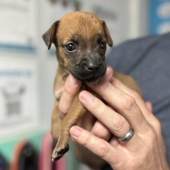 Mixed Breed Dogs Available for Adoption in Columbia, South Carolina - Grizzly Bear | PetCurious